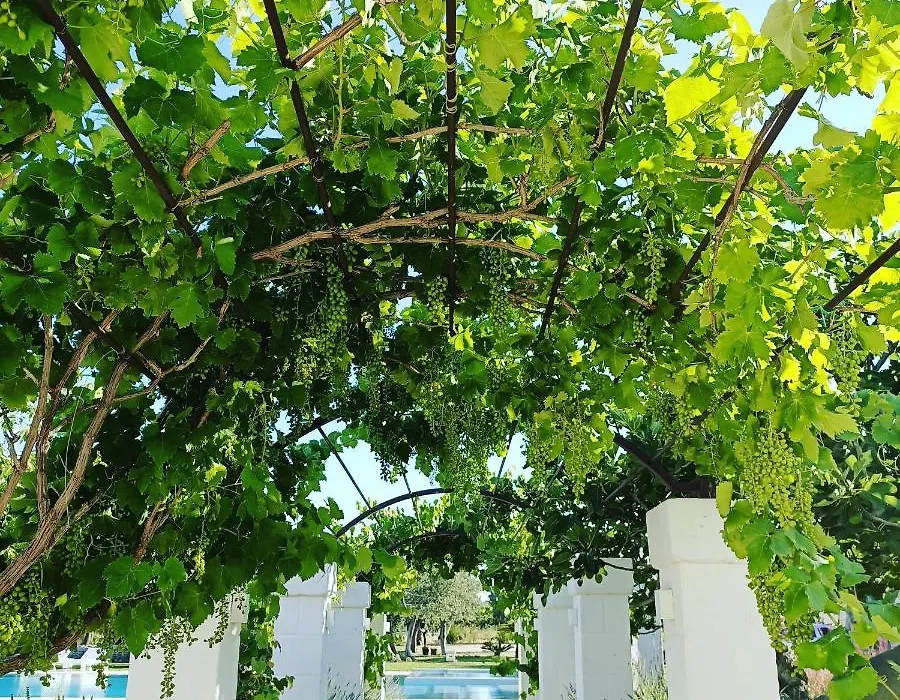 Masseria Almadava-1