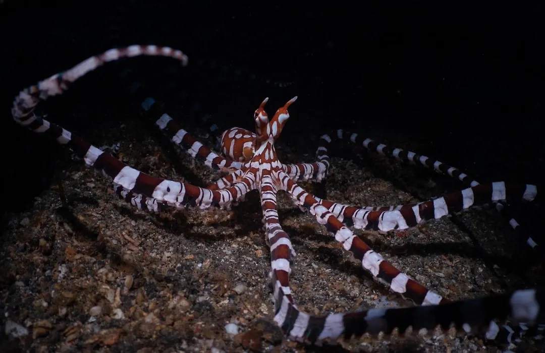 Lembeh Resort-1