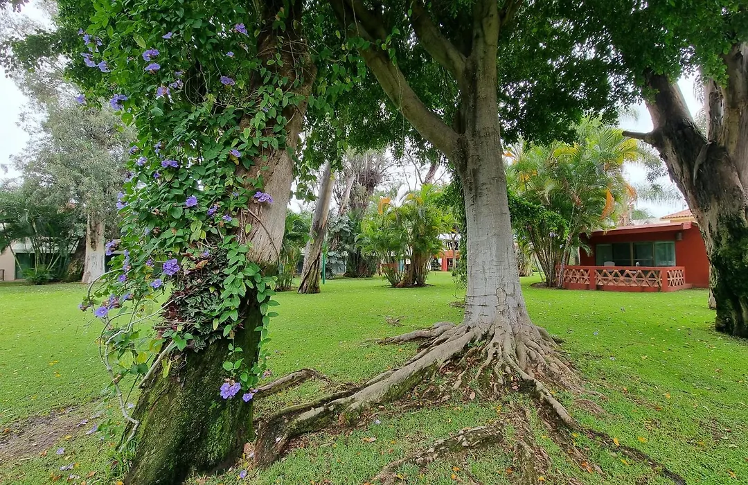 Real de Chapala-1