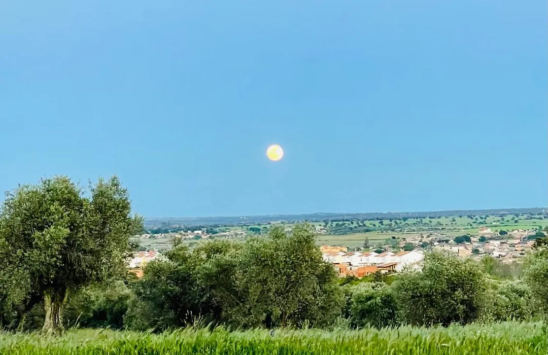 El Bosque de Ribera-1