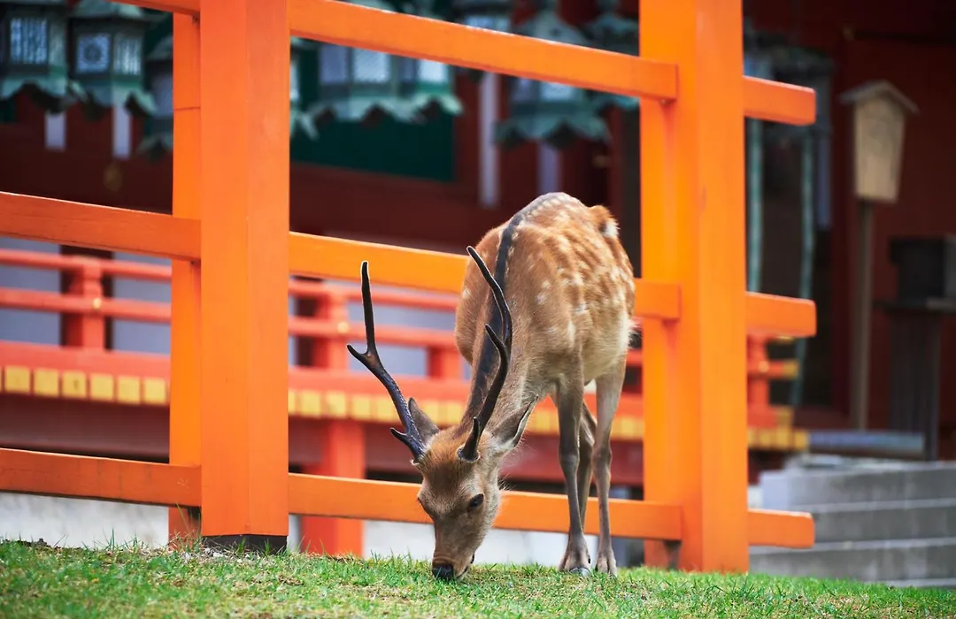 Jw Marriott Hotel Nara-1