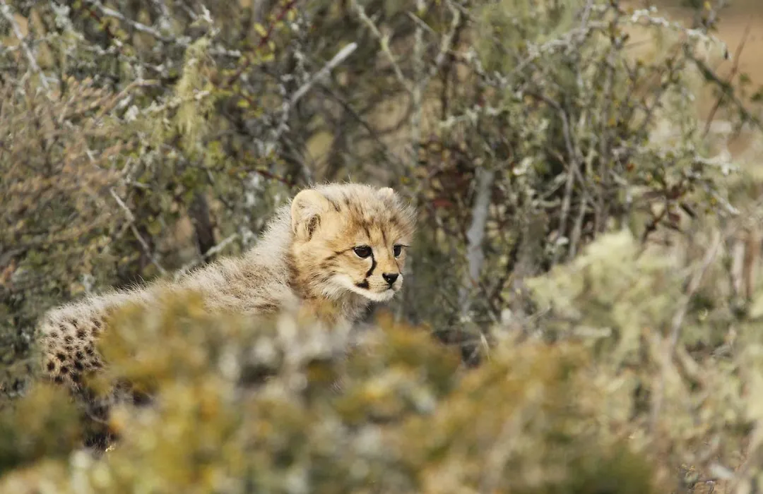 Kwandwe Private Game Reserve - Ecca Lodge-1