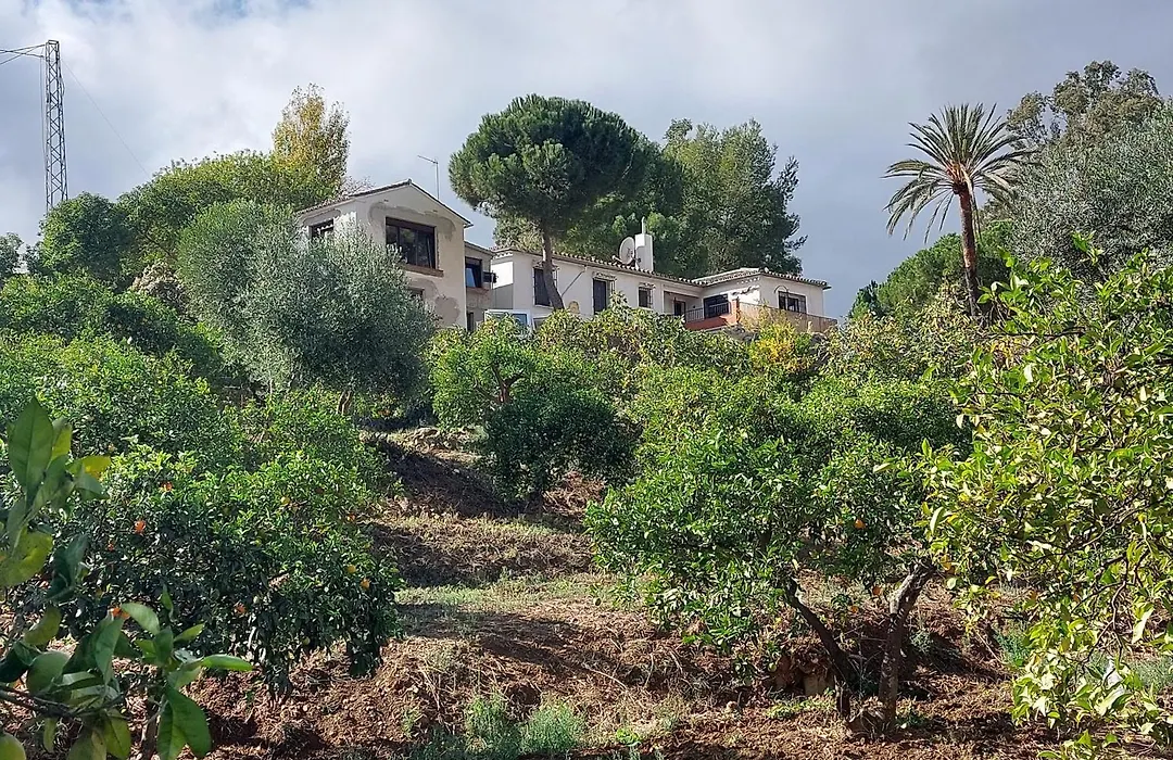 El bufon de la corte-1