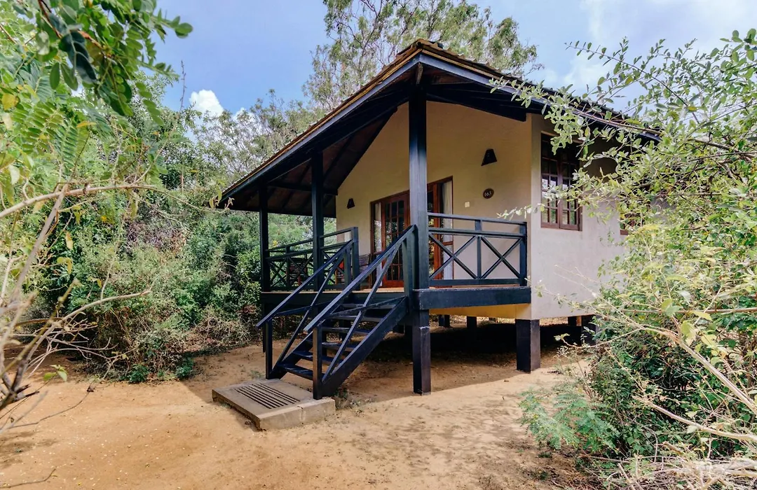 Cinnamon Wild Yala-1