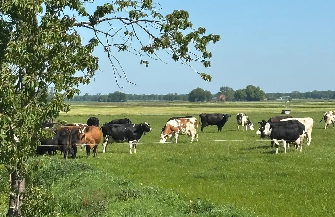 De Markestee-1