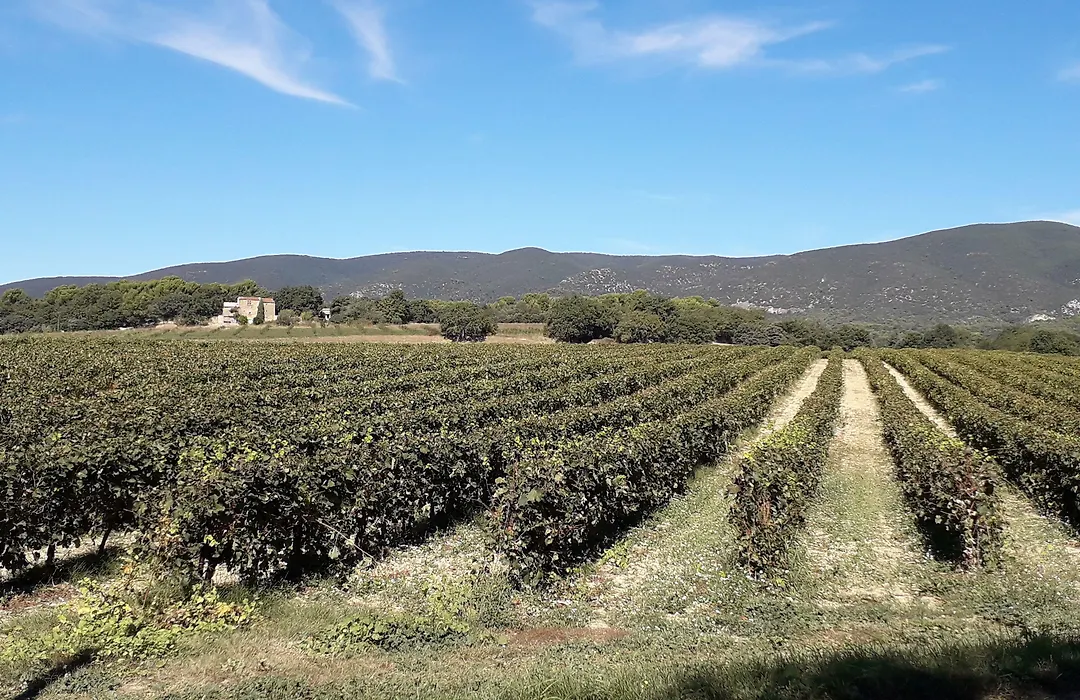Le Mas Du Colombier-1