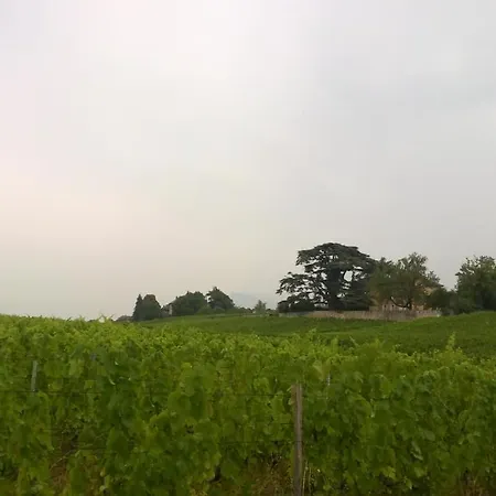 Château La Violette-2