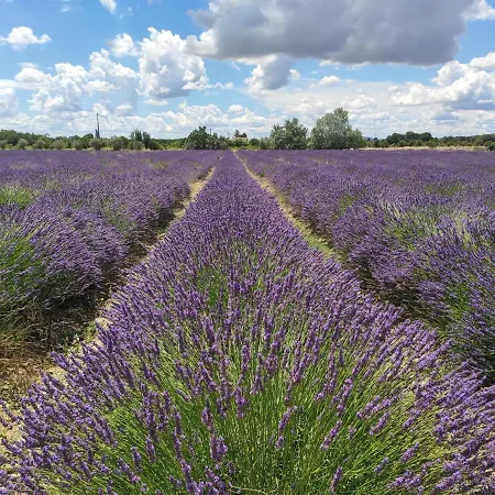 Les Champs de Provence-3