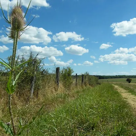 Le Sanglier Sauvage-3