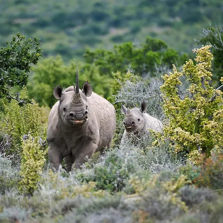 Kwandwe Private Game Reserve - Ecca Lodge-3