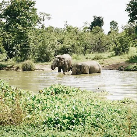 I Love Phants Lodge-2