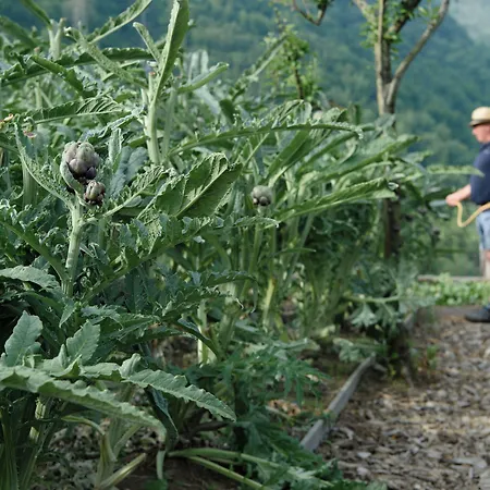 Laqua Countryside-2