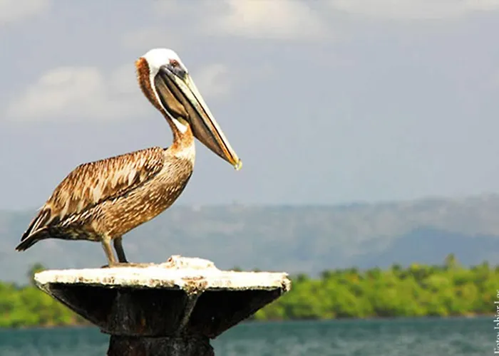Paraiso Caño Hondo Los Guineos Perdidos
