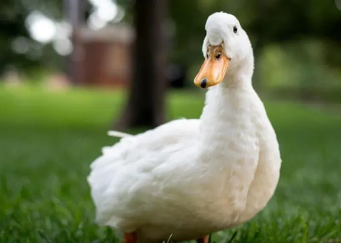 Pousada Recanto das Aves
