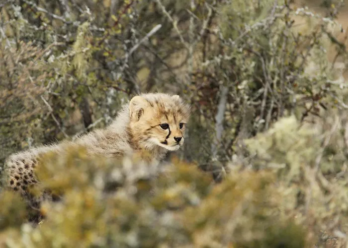 Kwandwe Private Game Reserve - Ecca Lodge