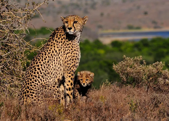 Kwandwe Private Game Reserve - Melton Manor