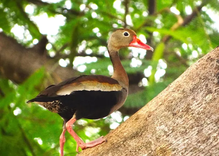 Pousada Fazenda Xaraes Todos os Santos