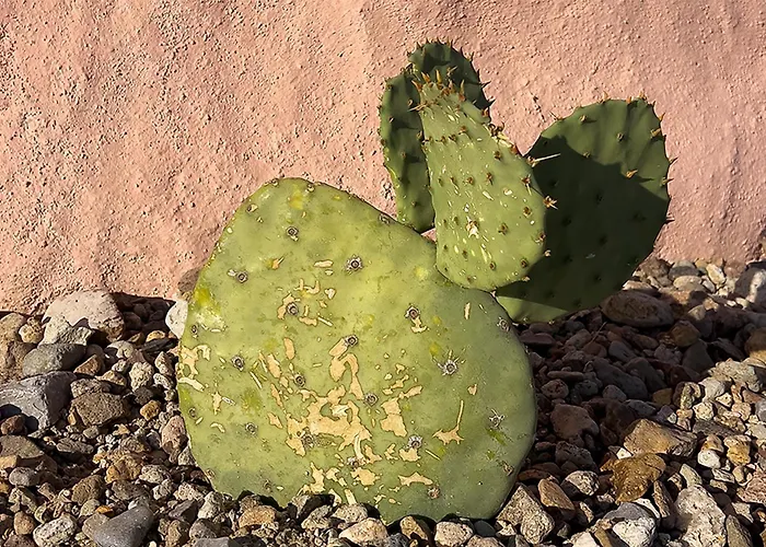 Sanadora - Organic Earthern Desert Domes - Sustainable Stays Under The Stars Terlingua