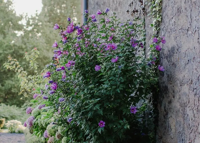 Chateau d'Estrac Hastingues