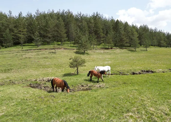 Hotel Borovi Forest Resort & Spa Sjenica