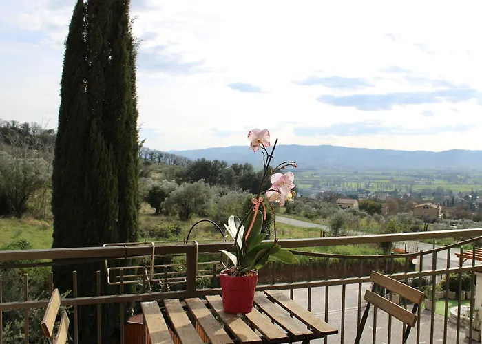 Viole Country