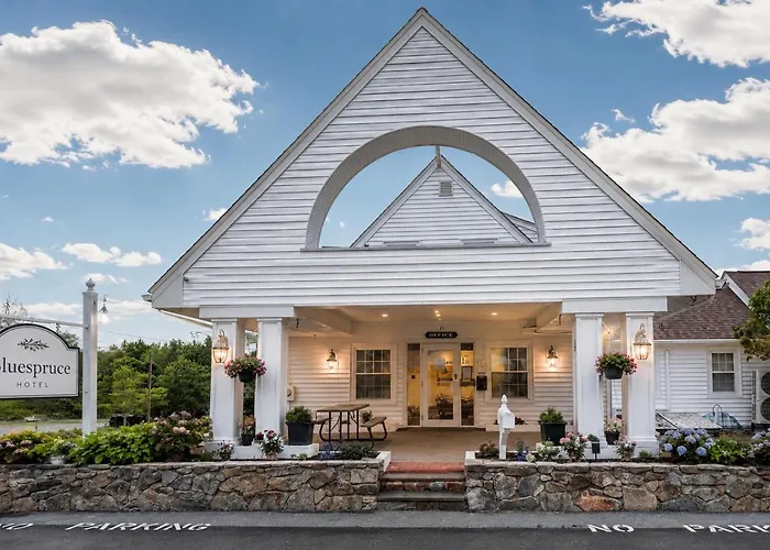 Blue Spruce